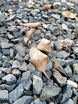 Rocks with dried narra asana,Â padauk,mukwa,Â Burmese rosewood, or AndamanÂ redwood& x29; leaves
